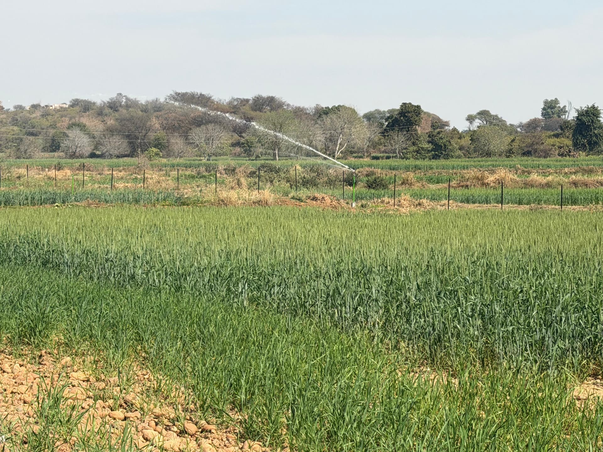 Precision sprinkler irrigation system on wheat crop field in Pakistan